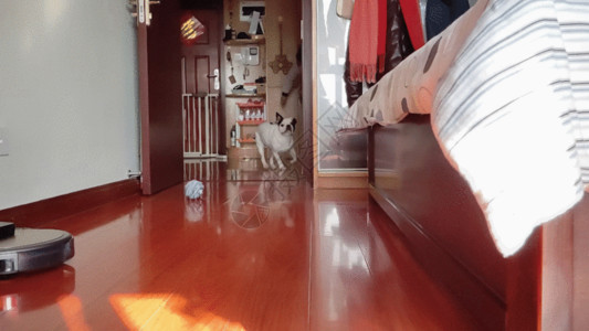 浅色木地板玩耍斗牛犬GIF高清图片