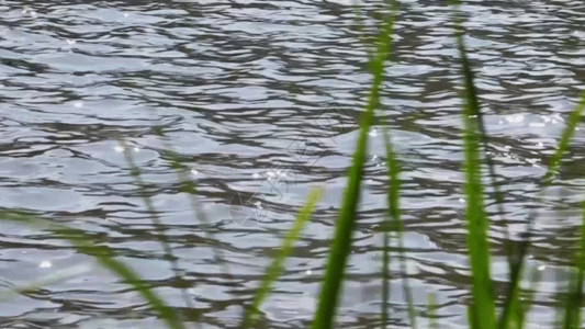 水面波光粼粼湖面绿荫GIF高清图片