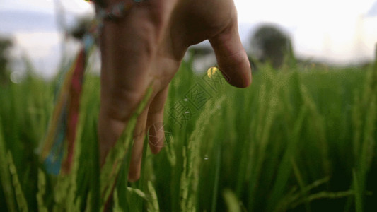 植物食物素材镜头跟随麦田实拍视频GIF高清图片