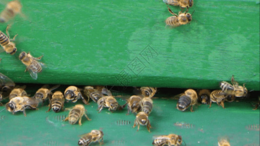 蜂窝纹路实拍蜜蜂视频GIF高清图片