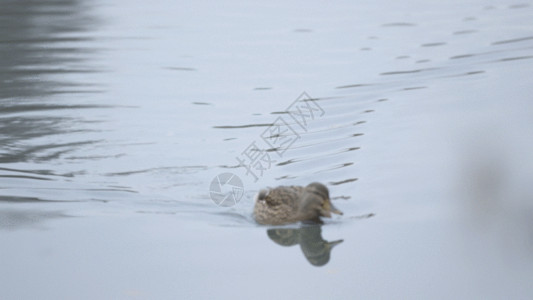 水中鸭子鸭子拍水GIF高清图片