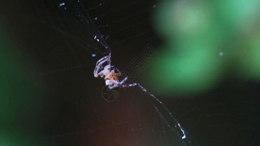 豆皮丝蜘蛛织网实拍GIF高清图片