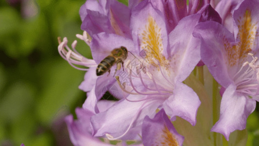 花朵蜜蜂蜜蜂采花实拍视频GIF高清图片