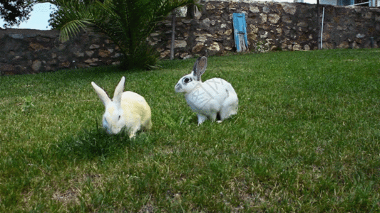 蹦蹦跳跳的兔子吃草GIF图片