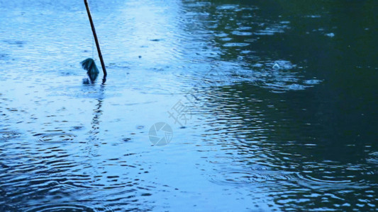 花与雨水湿润江南湖面GIF高清图片