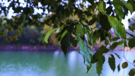 江南雨巷湖面风景GIF高清图片