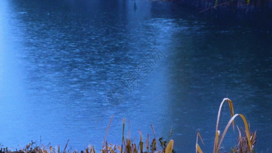 男人拿着花江南湖面景色GIF高清图片