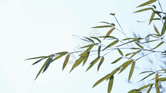 风的英文素材竹叶摇摆GIF高清图片