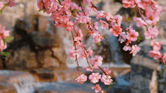 比萨斜塔景区西安桃花美景GIF高清图片
