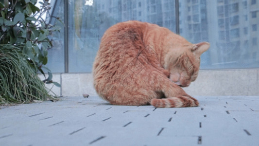 面对面橘猫干净的猫GIF高清图片
