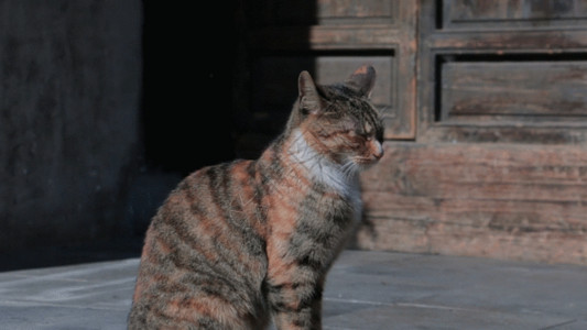 水泥钢筋可爱猫GIF高清图片