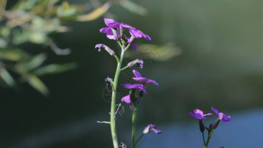 紫罗兰色植物紫色小花GIF高清图片