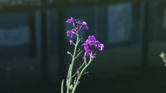 花瓶绿植河边的紫色小花GIF高清图片