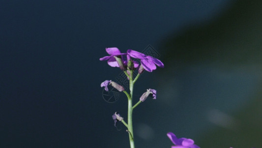 紫色鲜花绿植紫色小花GIF高清图片