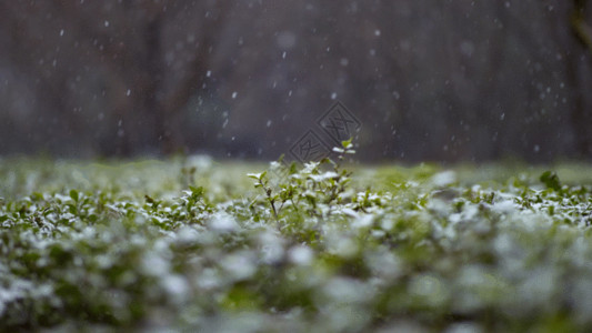 枯萎的草坪雪景绿草GIF高清图片