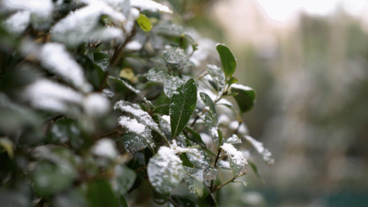 茱萸枝松树上的雪花GIF高清图片