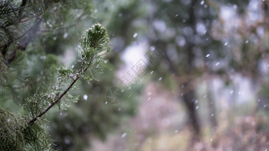 雪景摄影冬天的松树GIF高清图片