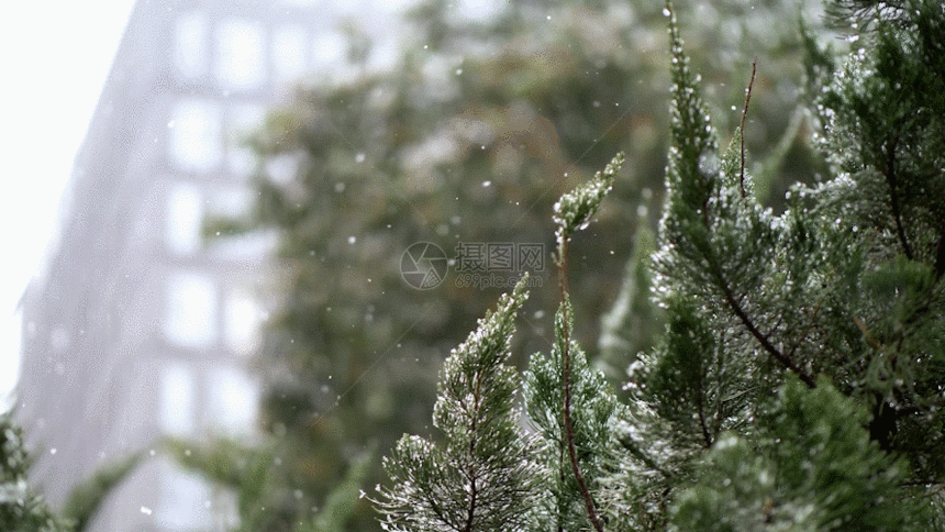 松树雪景GIF图片