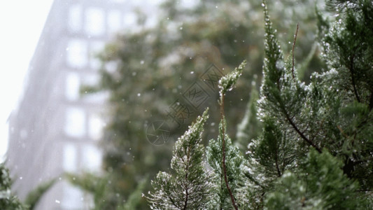 园林雪景松树雪景GIF高清图片