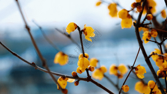 小雪节气美景腊梅花GIF高清图片