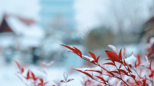 竹叶背景雪景特写镜头GIF高清图片