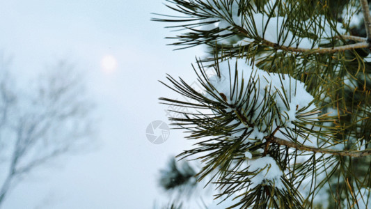 松柏枝太阳雪景的唯美GIF高清图片
