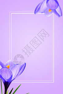 紫色鲜花背景设计图片
