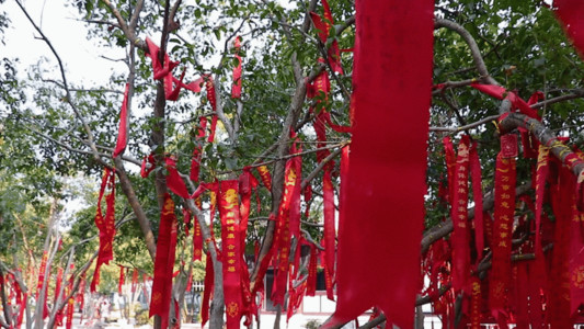 许愿树素材红丝带月老树 GIF高清图片