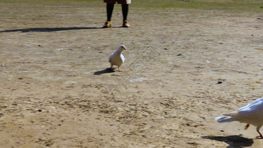 早上公园和鸭子草地上的鸽子GIF高清图片