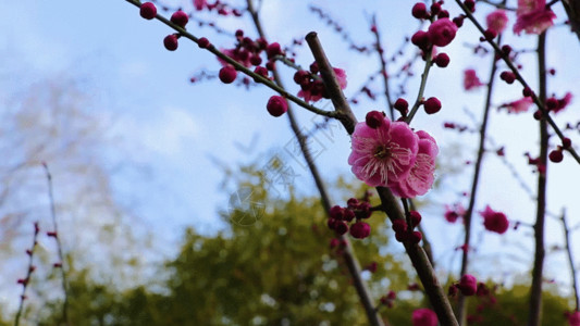 坚强的坚强梅花 GIF高清图片