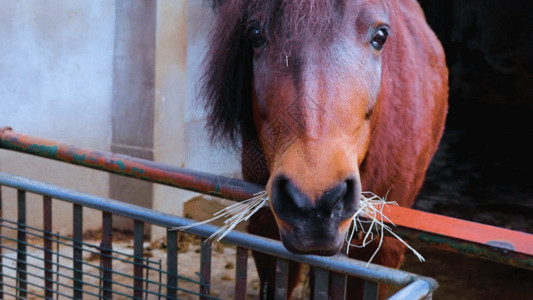马和马车汉血宝马吃草GIF高清图片