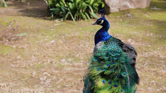 野生动物园孔雀漂亮的孔雀GIF高清图片
