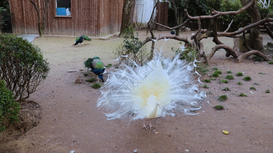 白羽毛孔雀GIF图片