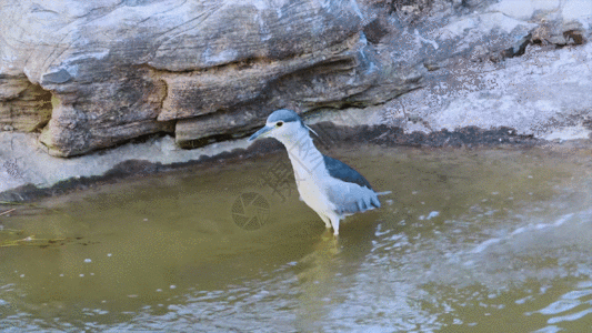 水鸟溪水GIF图片