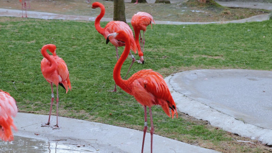 动物保护区实拍火烈鸟GIF高清图片
