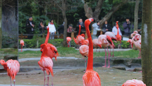 动物保护区美丽火烈鸟GIF高清图片