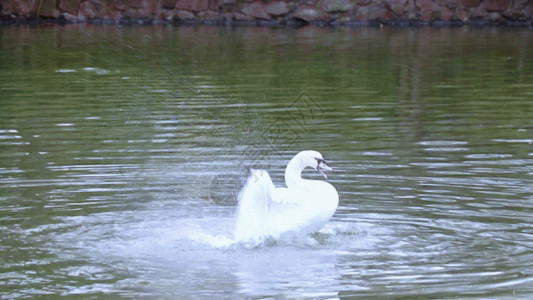 白色的鹅天鹅溪水GIF高清图片