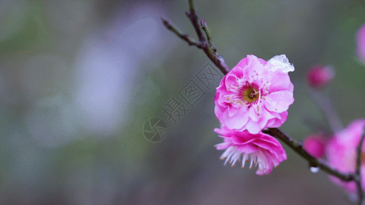 春天花卉梅花粉红梅花GIF高清图片