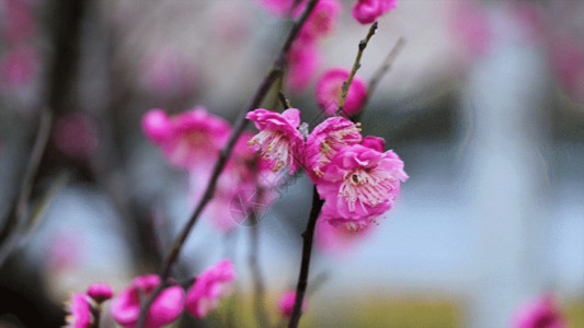 春天花卉梅花梅花盛开GIF高清图片