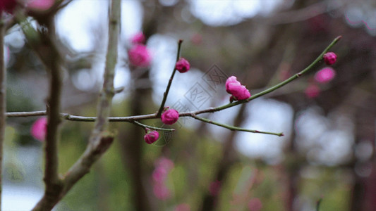 寒冬送暖含苞待放梅花GIF高清图片