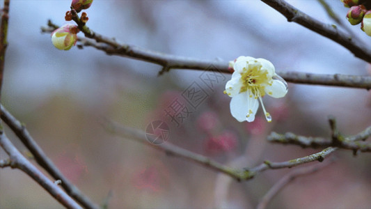 白雪树枝白 梅花GIF高清图片