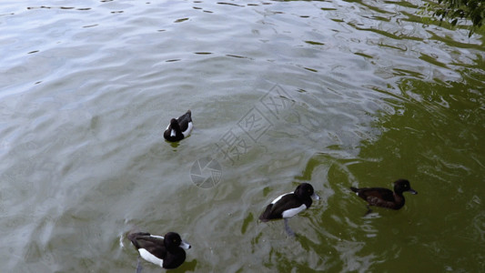 公园湖面水面上的鸭子GIF高清图片