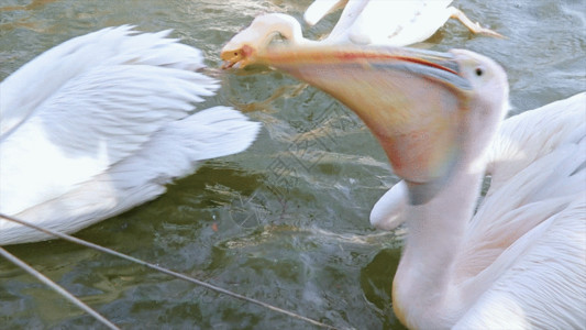 扁嘴鸭子水禽鹈鹕GIF高清图片