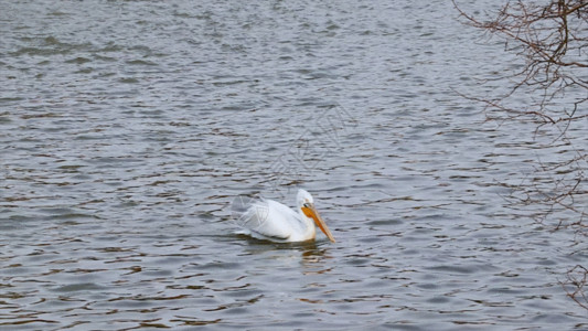 水里的鸭子水中鹈鹕GIF高清图片
