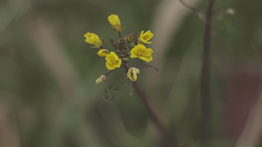 小野花紫罗兰黄色小野花GIF高清图片