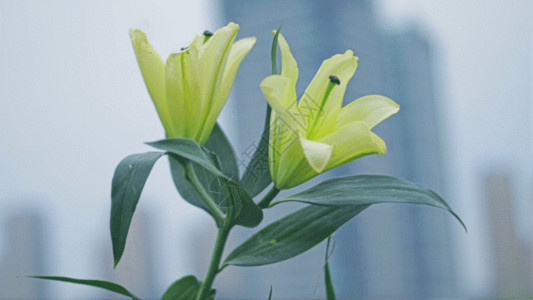花瓶鲜花素材百合花鲜花视频GIF高清图片