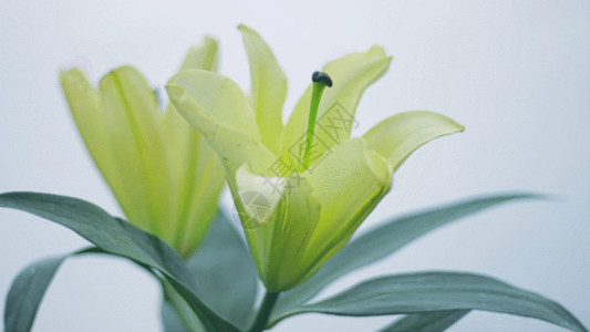 一朵鲜花百合花GIF高清图片