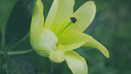 百合花鲜花GIF图片