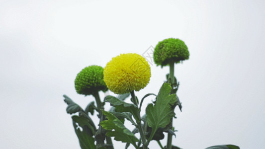 灰色的天花毛茛鲜花实拍GIF高清图片