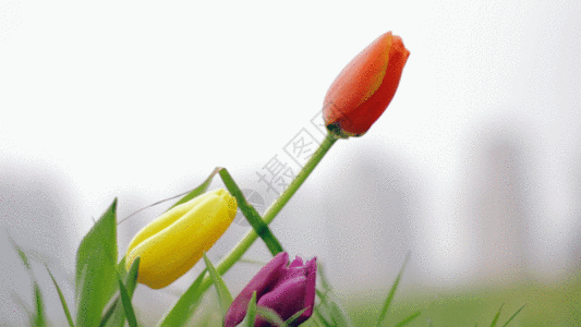 郁金香鲜花实拍GIF图片
